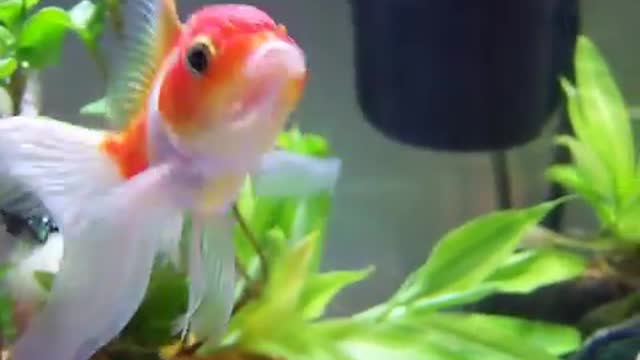 Fancy Oranda Goldfish With Live Plants