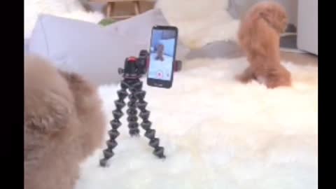 A dog that can make its own video