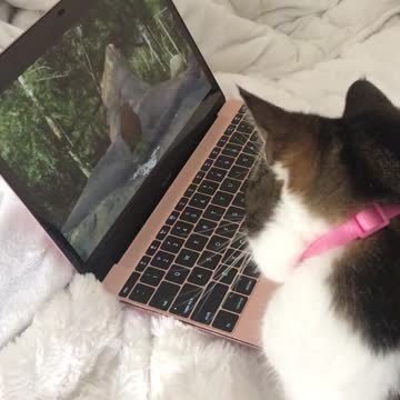 Cat Watching Birds 🦅