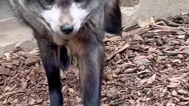 Have you ever wanted to meet a Bat Eared Fox?