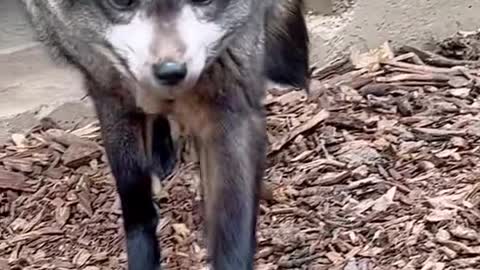 Have you ever wanted to meet a Bat Eared Fox?