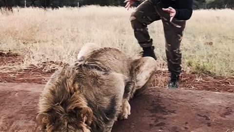 Scaring a Lion🦁 #shorts #viral