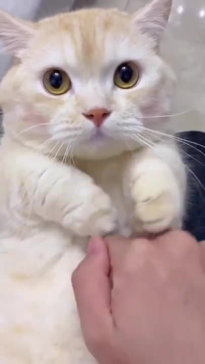 worlds best telephone 🤣#shorts #funnycats