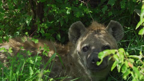 Why Are There No Hyenas In North America?-8