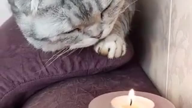 Lovely Cat, black cat, cats, funny cats, funny cat videos