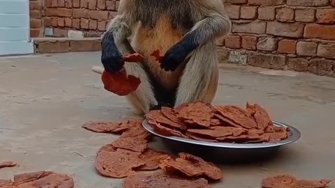 Mankey king food eating