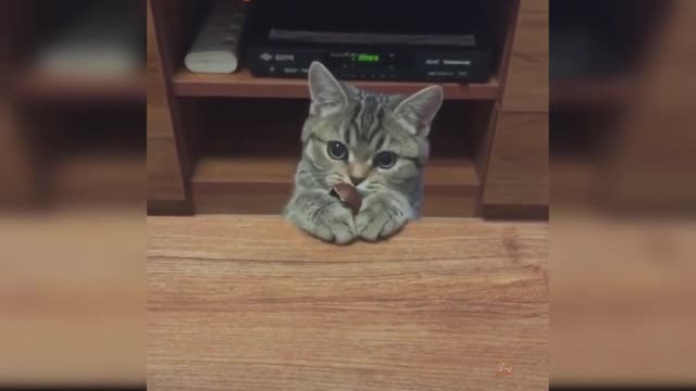 Baby Cats - Cute and Funny Cat Videos Compilation