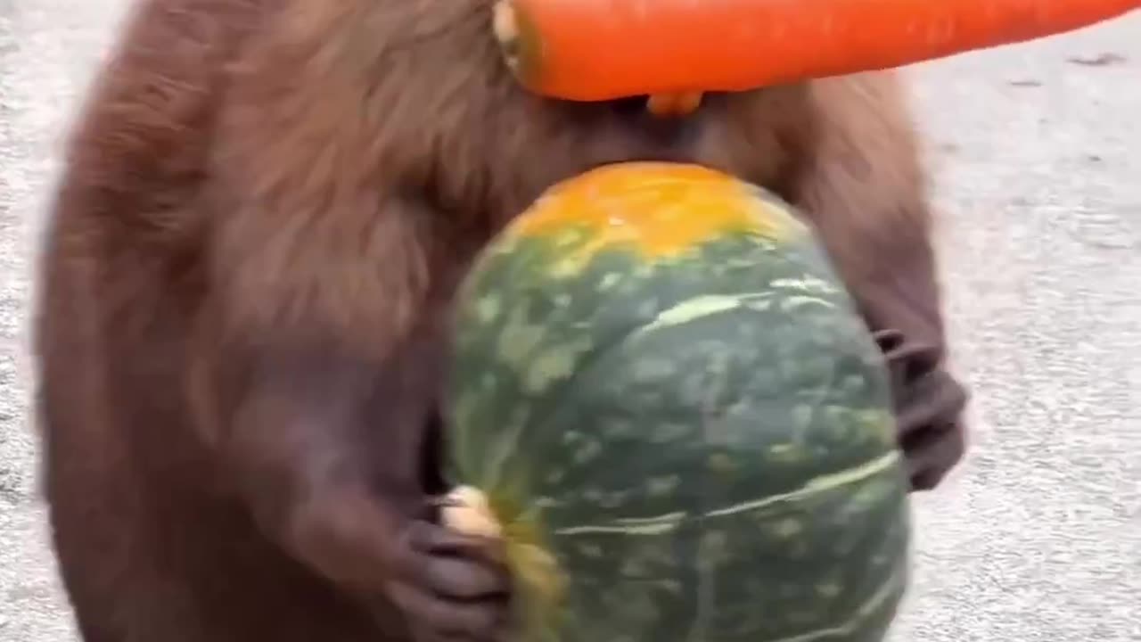 Funny animals video