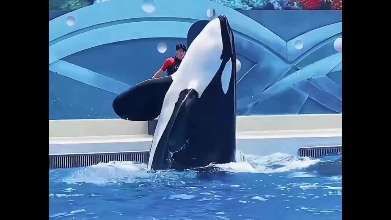 Orca Whale Behavior Eps 1