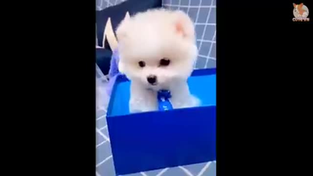 Most Famous Pomeranian TikTok