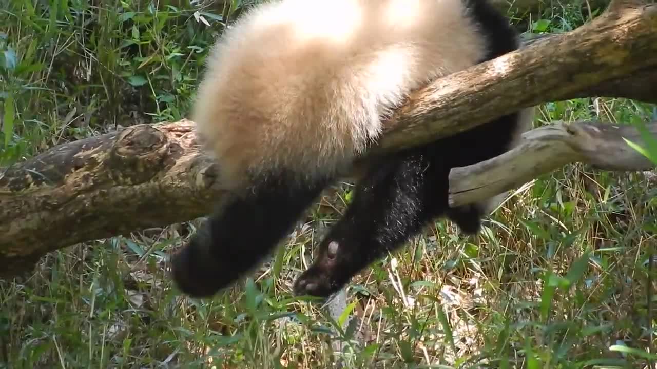 Panda tests balancing skills while retrieving bamboo