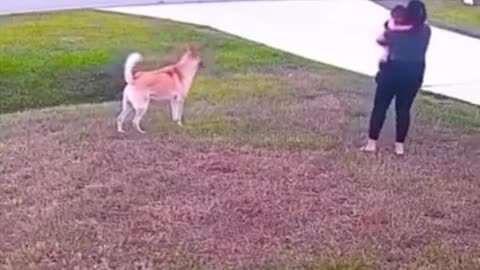 Dog Protector