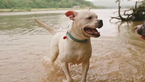 Two black and white dogs playing at the river