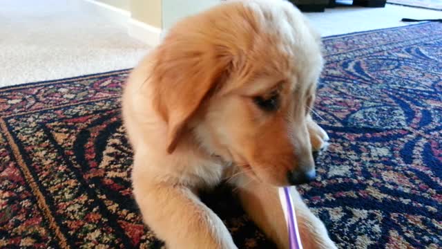 Puppy Brushes Her Teeth Cute Golden Retriever