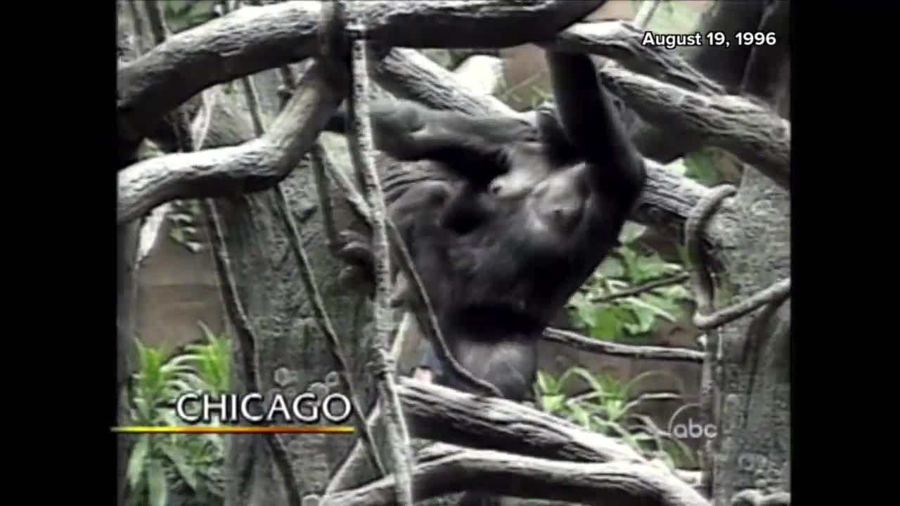 Gorilla Carries 3-Year-Old Boy to Safety in 1996 Incident