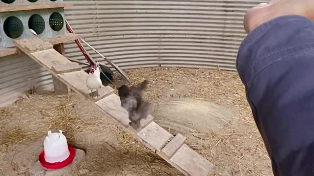 Chicken Flies on Command