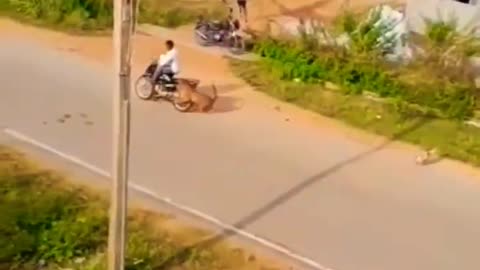 most dangerous tiger in the world