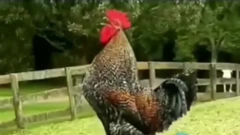 funny chicken