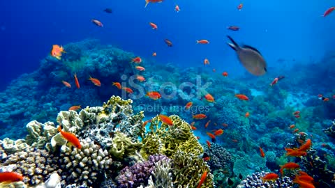 Beautiful colorful sea garden