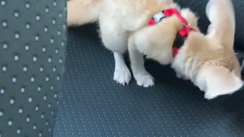 branch. "Please help me. I can't get