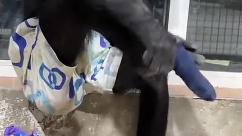 Gorilla funny