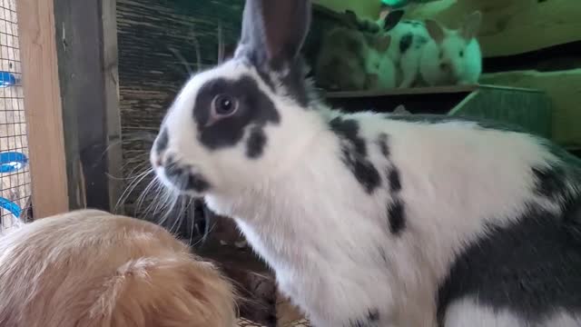 Rabbit shows Golden Retriever her babies