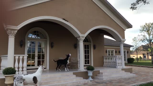 Fearless squirrel teases pair of Great Danes