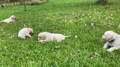 The pups in Evan's yard