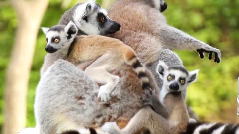 Two ring-tailed lemurs