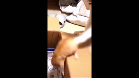 Funny animal videos 156