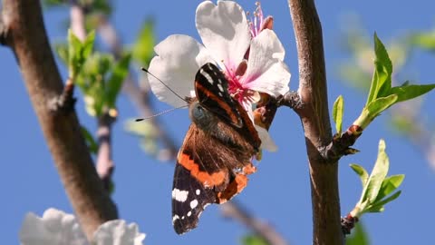 Butterfly Spring Nature Animals Flowers