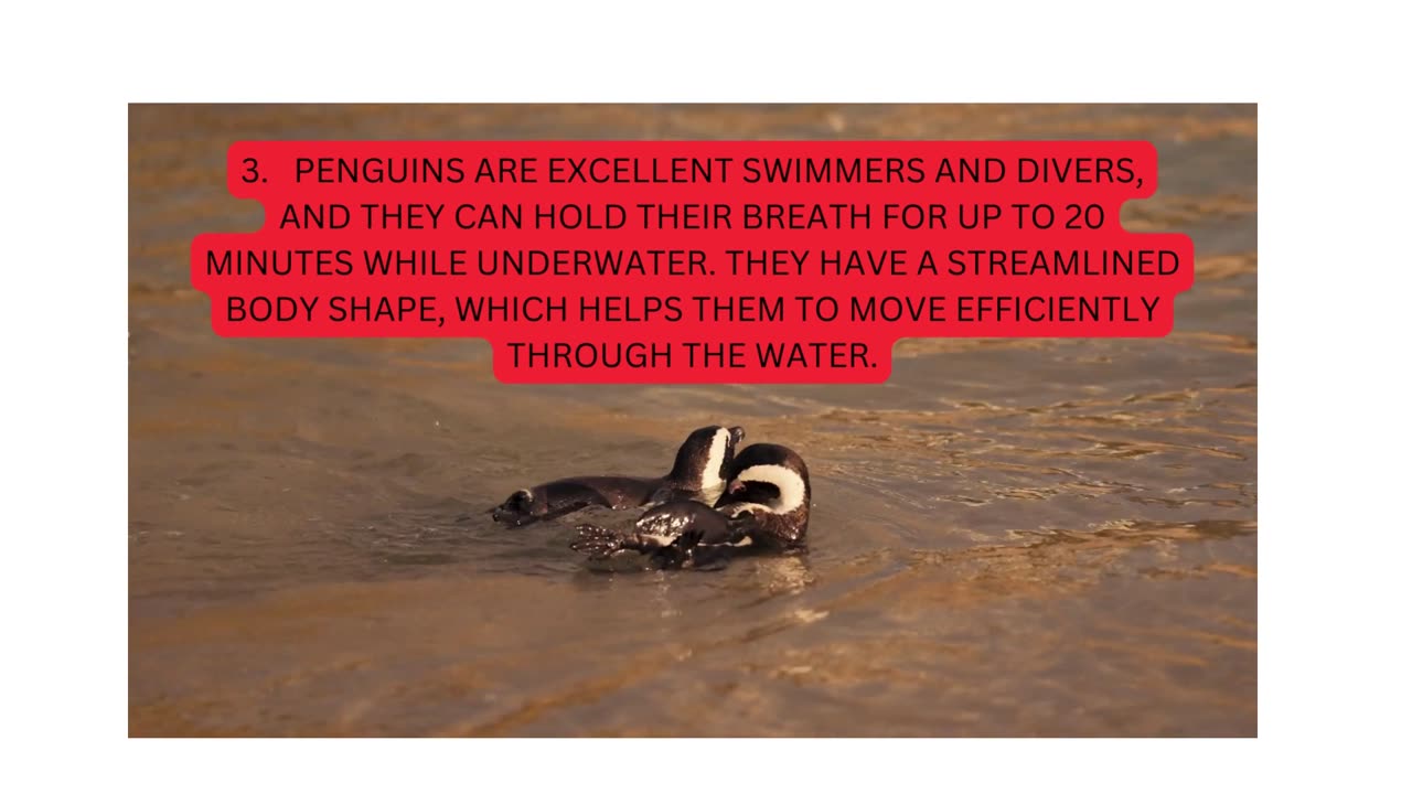 Features about Penguins