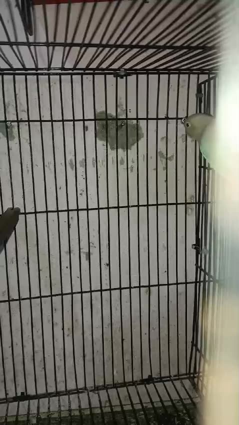 Albino black split breeding male