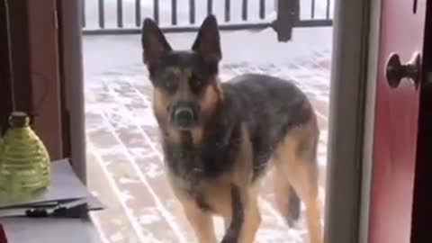 Friendship Between Dog and Cat