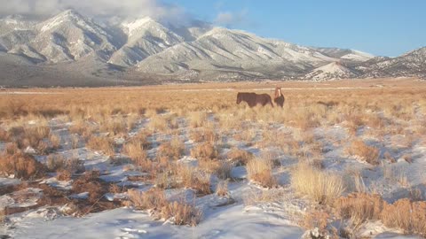 Here come the horses