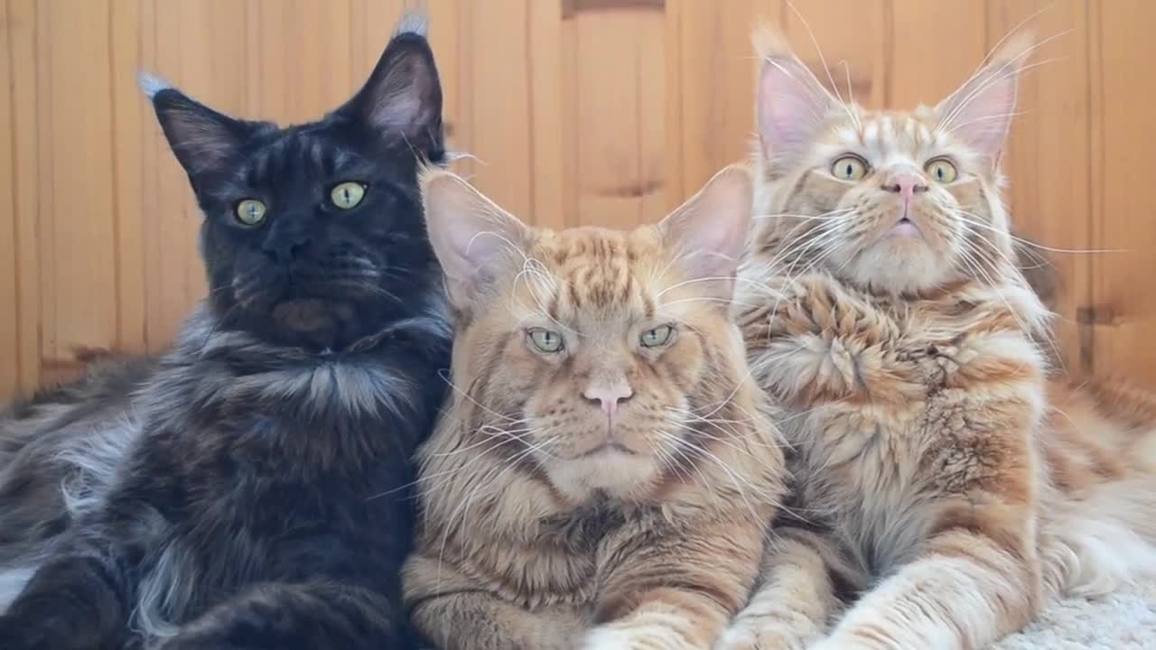 Maine Coon Boss Cat and His Bodyguards