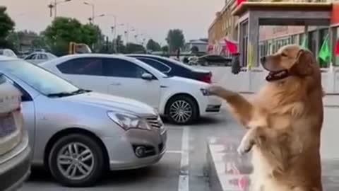 Funny dog that knows how to command