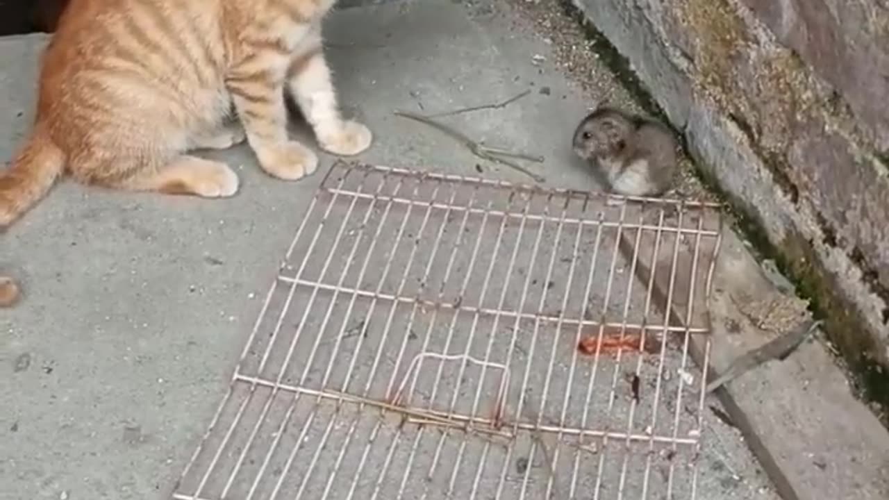 Mouse cat video joke