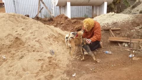 Fake Lion vs Real Dog Prank Funny Video Try not to Laugh