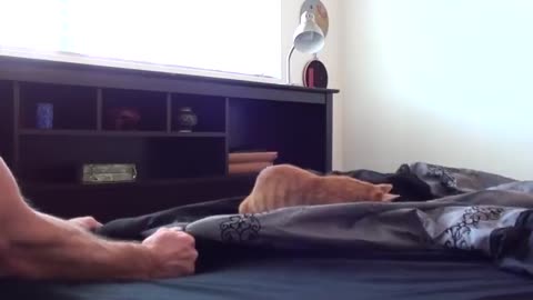 Making a Bed With Cats Around 😾😻