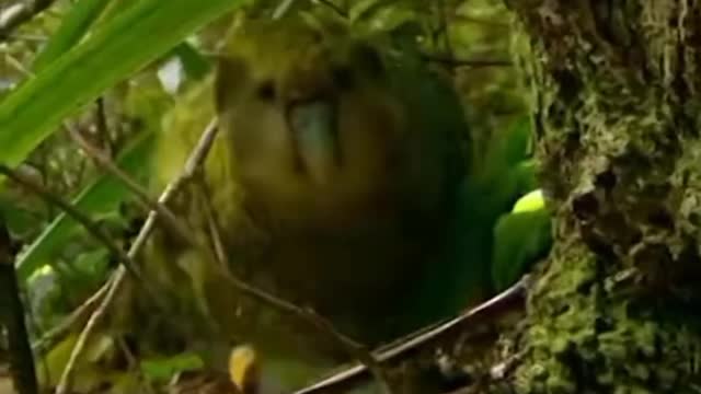 Randy parrot 🦜 meets stephen fry/////////