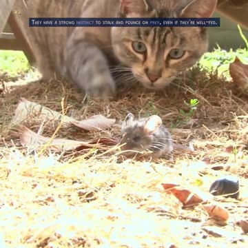 Hidden Truths About Cats & Dogs