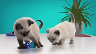 Purina TLC Snippets A CATS - Gold Promax Winner