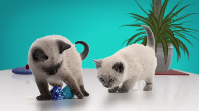 Purina TLC Snippets A CATS - Gold Promax Winner