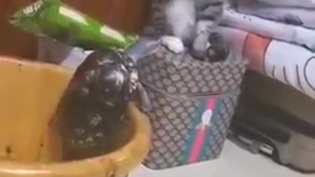 Cat funny video