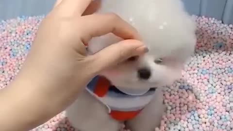 Cute Puppy