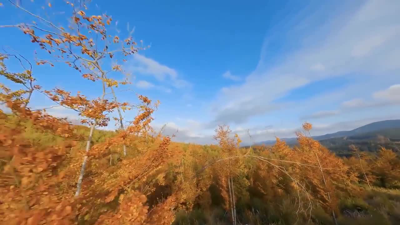 Enchanting Autumn Forests with Beautiful Piano Music