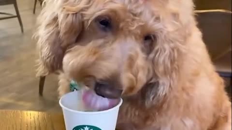 50#!@Cute pet daily funny life! Fancy dogs being so cute!.mp4