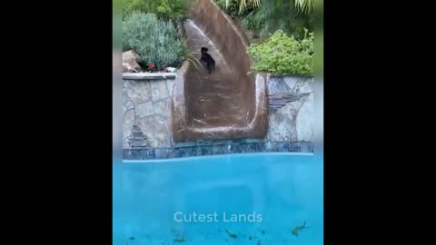 Cute Pets to Cure All Your Sadness 💗 Cutest Lands