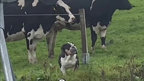 My dog Lola thinks she's acow